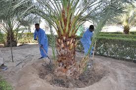 رعاية نخلتك لشهر مارس