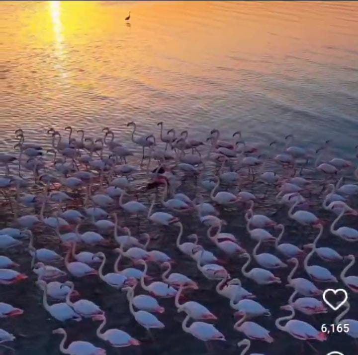 فيديو | طيور الفلامينغو في الكويت